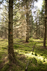 Pine trees in a moss covered Woodland Oxfordshire - UK