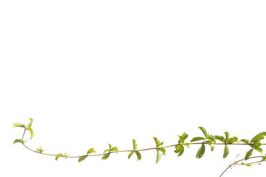 Branch isolated on white background. Ivy in spring.