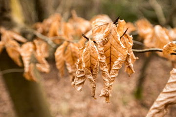 Dried Beech tree leaves - Woodland Oxfordshire - UK