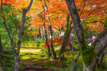 秋　京都の紅葉