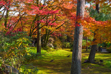 秋　京都の紅葉
