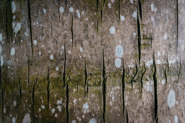 texture of a real palm tree close-up