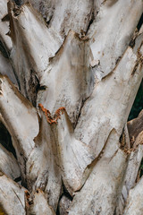 texture of a real palm tree close-up