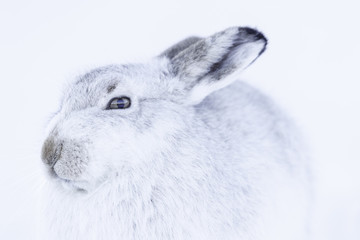 White mountain hare (lepus timidus).  These hares are native to the British Isles.  The hares in snow covered mountain cairngorms.