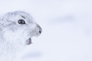 White mountain hare (lepus timidus).  These hares are native to the British Isles.  The hares in snow covered mountain cairngorms.