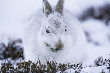White mountain hare (lepus timidus).  These hares are native to the British Isles.  The hares in snow covered mountain cairngorms. © jamie