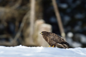 common buzzard on the snow in winter