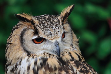 ミミズクの眼差し