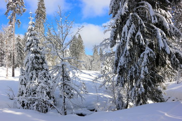 Hiking trail to the Feldberg Mountain. Black Forest, Germany.