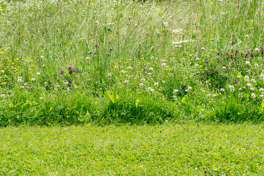 Motley grass
