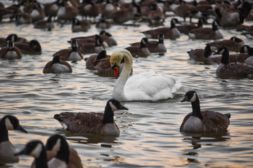 Swan alone between gooses
