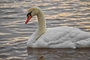 Fototapeta premium The beauty Swan.