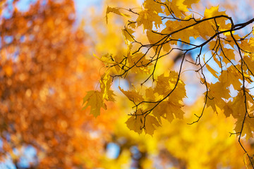 autumn foliage in the foreground