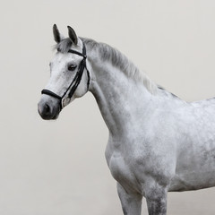 Portrait of grey horse with bridle look back isolated on light background