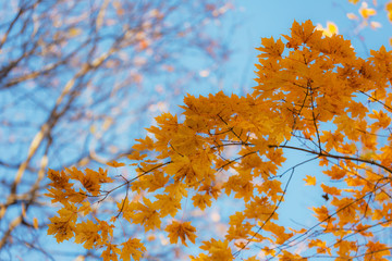 maple foliage in the foreground