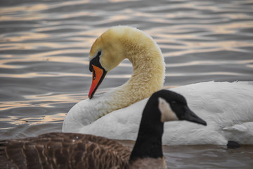 Swan in the lake