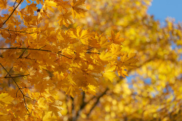 maple foliage in the foreground