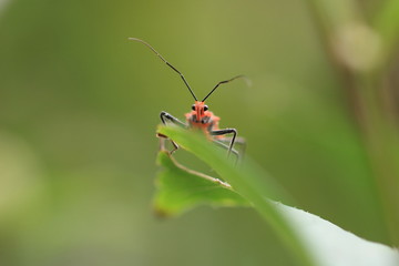 虫