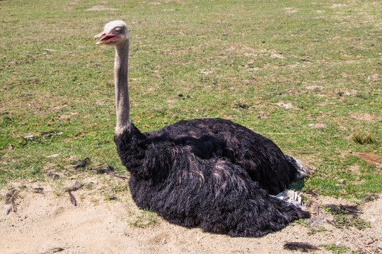 großer afrikanischer Strauß und Portrait von Emu