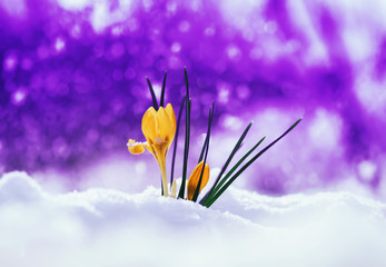 bright beautiful spring snowdrop flower Crocus making its way out from under the snow on festive purple background with shiny circles