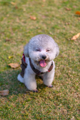 Poodles play in the park