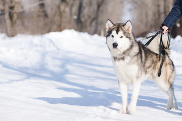 Fototapeta premium A woman is walking with her malamute in the park in the winter on the snow.
