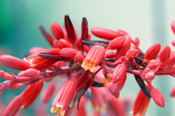 Flowering Red Yucca - obrazy, fototapety, plakaty