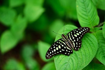 tropical color butterfly on leaves