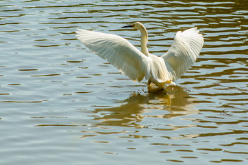 Belas aves do Brasil