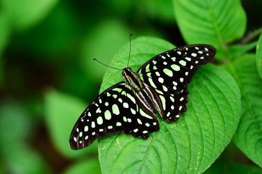 tropical green butterfly in the green rain forest