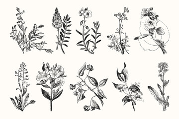 Vintage Flowers and Plants - Hand Engraved Vintage Botanical Line Artwork