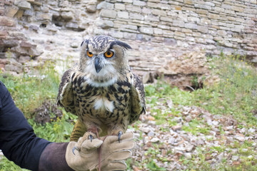The hand holds a large beautiful owl bird. Space for copy space.