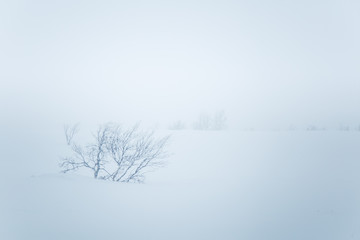 Fototapeta na wymiar A beautiful minimalist landscape in heavy snowfall. Blizzard in central Norway.