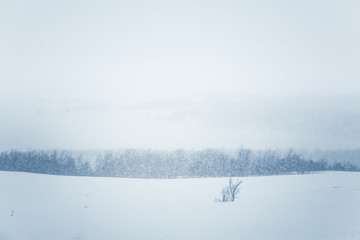 A beautiful minimalist landscape in heavy snowfall. Blizzard in central Norway.