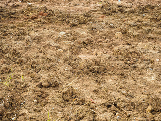 Brown ground surface. Close up natural background.
