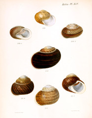 Illustration of shells.