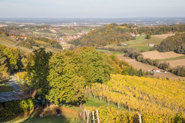 Naklejka premium Weinberge im Sommer