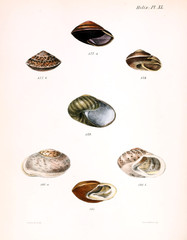Illustration of shells.