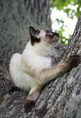 short haired young cat, seal point color lies on a tree trunk and looks up..