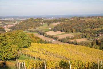Fototapeta premium Weinberge im Sommer