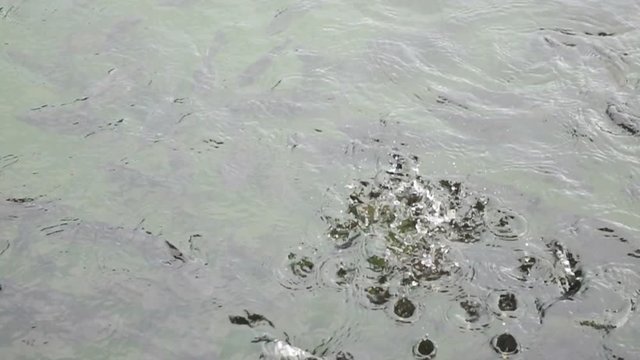 A lot of fish are eating food on the surface water,Slow motion