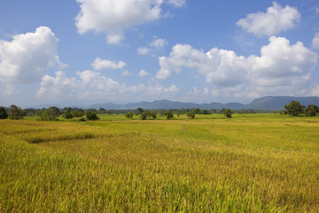 Fototapeta premium wasgamuwa rice crops