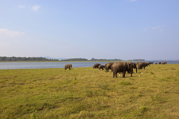 Fototapeta na wymiar sri lankan wild elephants