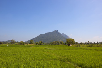 sri lankan rice paddies