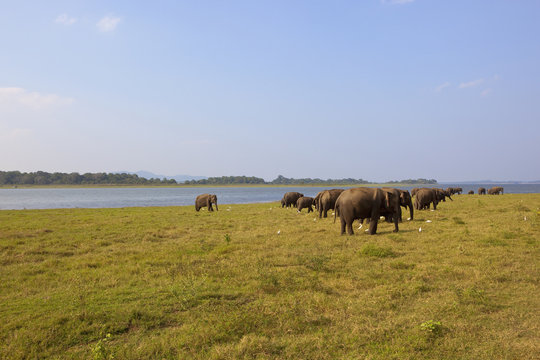 sri lankan wild elephants - Powered by Adobe