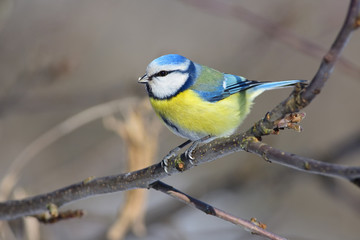 The Eurasian blue tit sits a branch of an apple tree with a sunflower seed in its beak.