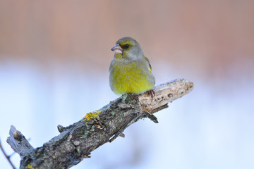 European greenfinch sits on a branch covered with lichen.