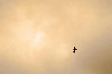 Silhouette of a seagull bird in the orange sky.