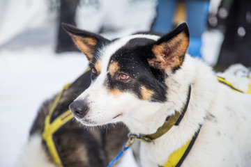 Beautiful alaska husky dogs at the finish line of a sled dog race. Beautiful portrait of a man's best friend.