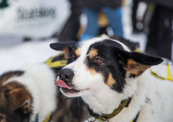 Beautiful alaska husky dogs at the finish line of a sled dog race. Beautiful portrait of a man's best friend.
